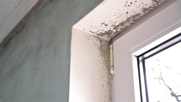 Best Air Quality Testing for Mold Spores  in Uniontown, AL