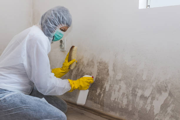 Professional Mold Removal in Uniontown, AL