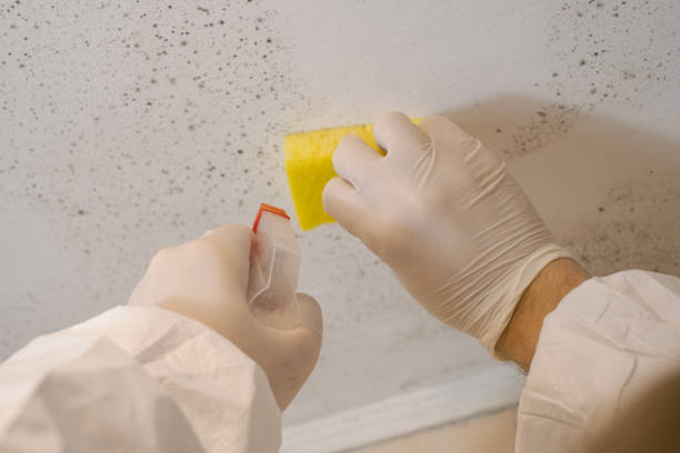 Best Mold Documentation for Insurance Claims  in Uniontown, AL