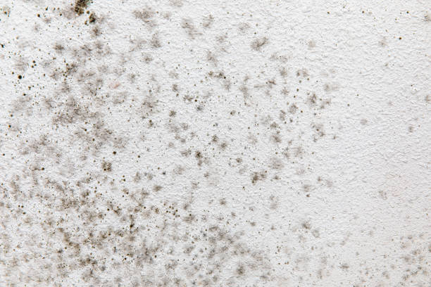 Best Environmental Consulting for Mold Prevention  in Uniontown, AL